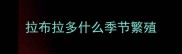 拉布拉多什么季节繁殖