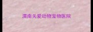渭南关爱动物宠物医院
