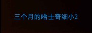 三个月的哈士奇细小