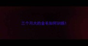 三个月大的金毛如何训练