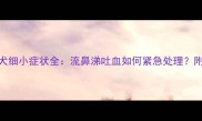 拉布拉多犬细小症状全流鼻涕吐血如何紧急处理附自救指南