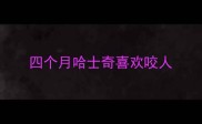 四个月哈士奇喜欢咬人