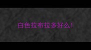 白色拉布拉多好么