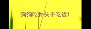 狗狗吃骨头不吃饭