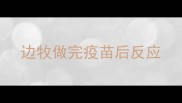 边牧做完疫苗后反应