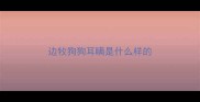 边牧狗狗耳瞒是什么样的