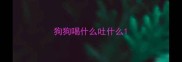 狗狗喝什么吐什么