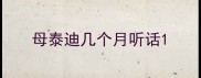 母泰迪几个月听话