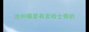 沧州哪里有卖哈士奇的