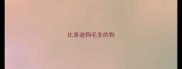比泰迪狗毛多的狗