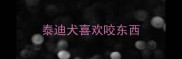 泰迪犬喜欢咬东西