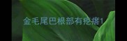 金毛尾巴根部有疙瘩