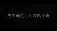 男生养金毛还是哈士奇