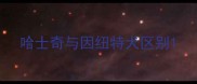 哈士奇与因纽特犬区别