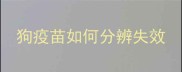 狗疫苗如何分辨失效