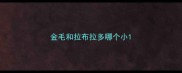金毛和拉布拉多哪个小