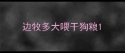 边牧多大喂干狗粮