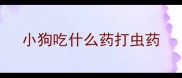 小狗吃什么药打虫药