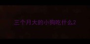 三个月大的小狗吃什么
