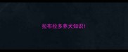 拉布拉多养犬知识