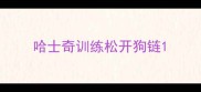 哈士奇训练松开狗链
