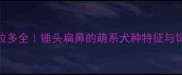 锤系拉布拉多全锤头扁鼻的萌系犬种特征与饲养指南