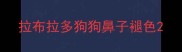 拉布拉多狗狗鼻子褪色