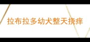 拉布拉多幼犬整天挠痒