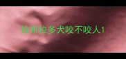 拉布拉多犬咬不咬人