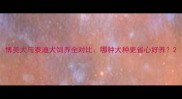 博美犬与泰迪犬饲养全对比哪种犬种更省心好养
