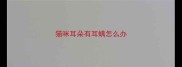 猫咪耳朵有耳螨怎么办