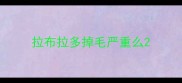 拉布拉多掉毛严重么