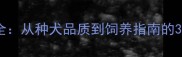 边牧育苗价格全从种犬品质到饲养指南的360选购指南