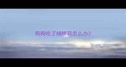 狗狗吃了蟑螂药怎么办