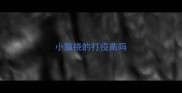 小猫挠的打疫苗吗