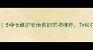 大学生宿舍必备5种低维护高治愈的宠物推荐轻松打造治愈系生活