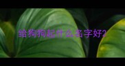 给狗狗起什么名字好
