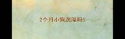 2个月小狗洗澡吗