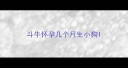 斗牛怀孕几个月生小狗