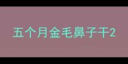 五个月金毛鼻子干