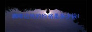 咖啡边牧的价格是多少钱