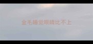 金毛睡觉眼睛比不上