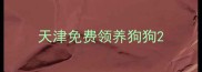 天津免费领养狗狗