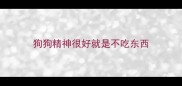 狗狗精神很好就是不吃东西
