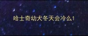 哈士奇幼犬冬天会冷么