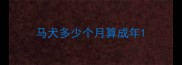 马犬多少个月算成年