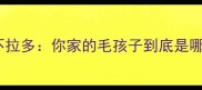 全网最全干货拉布拉多VS拉不拉多你家的毛孩子到底是哪个品种养前必看避坑指南