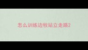 怎么训练边牧站立走路