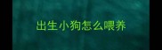 出生小狗怎么喂养