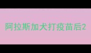 阿拉斯加犬打疫苗后
